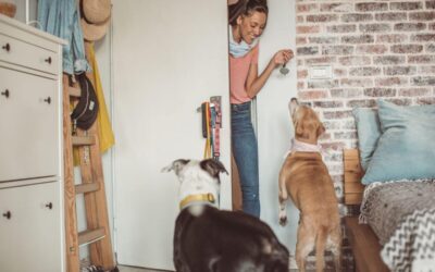 Pet Sitter Babá de Animais