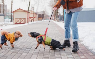 Reatividade no Comportamento do seu Cão