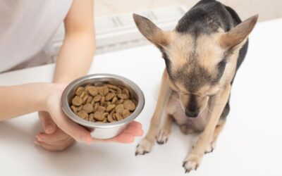 Meu cachorro não quer comer e agora?