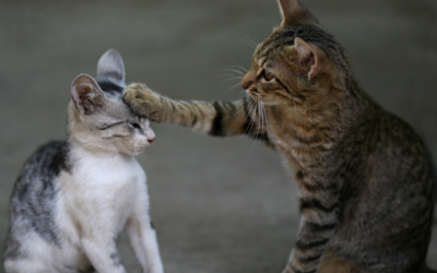 Como Socializar um Novo Gato na Família