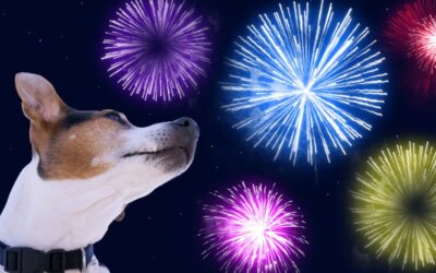 Cães com Medo de Fogos de Artifício e Ruídos Altos