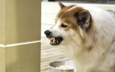 CÃES QUE BRIGAM QUANDO ESTÃO COMENDO