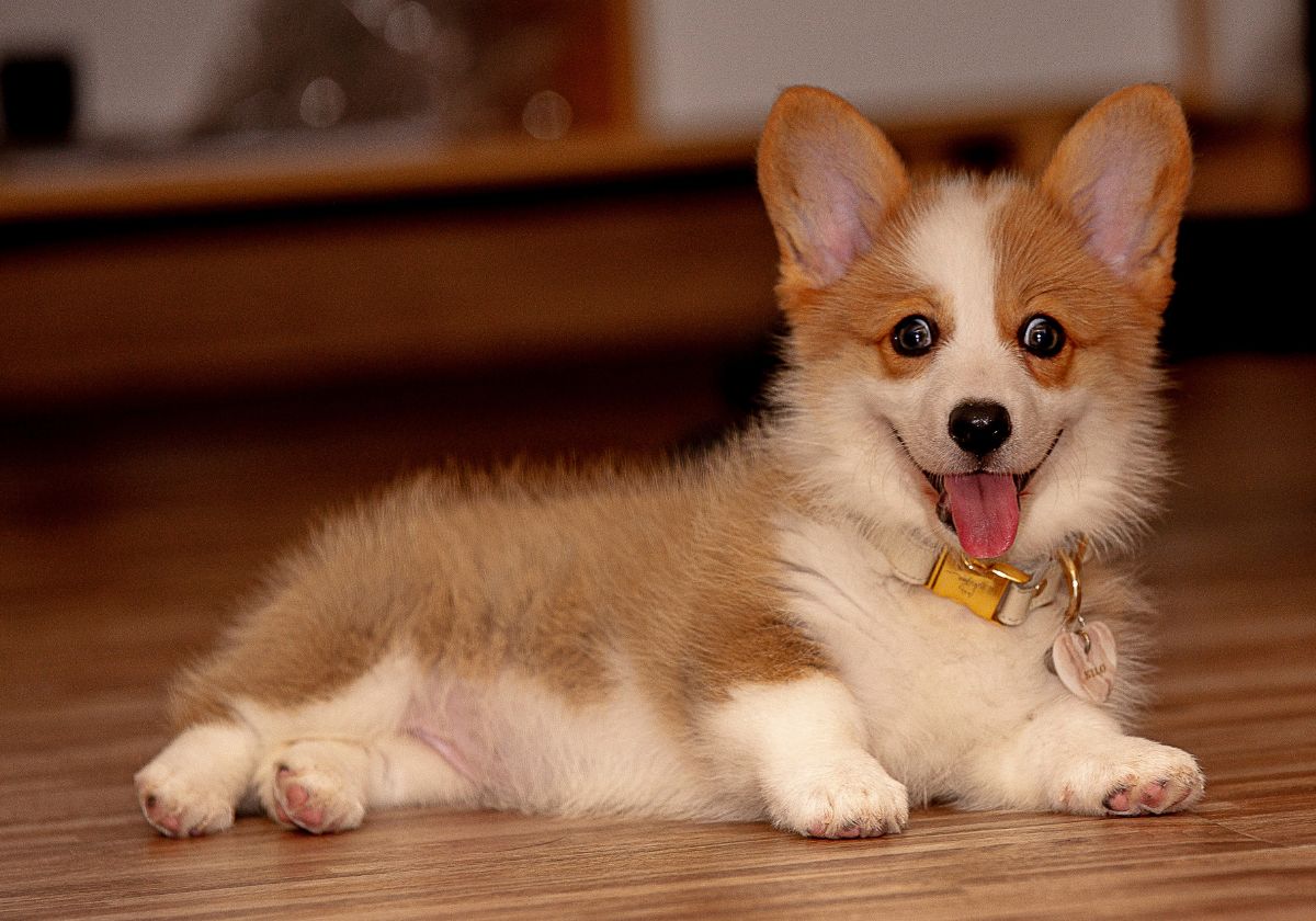 adestramento de cães,como adestrar um cachorro,filhotes de cachorro,treinamento de filhotes,adestrador de cães,como adestrar um cachorro filhote,cachorro filhote,como educar cachorro filhote,como adestrar cachorro,adestrar cachorro para fazer necessidades,como adestrar um cachorro de 2 meses,como adestrar um cachorro filhote de pitbull,como adestrar um cachorro hiperativo,como adestrar cachorro filhote que morde,como adestrar cachorro grande