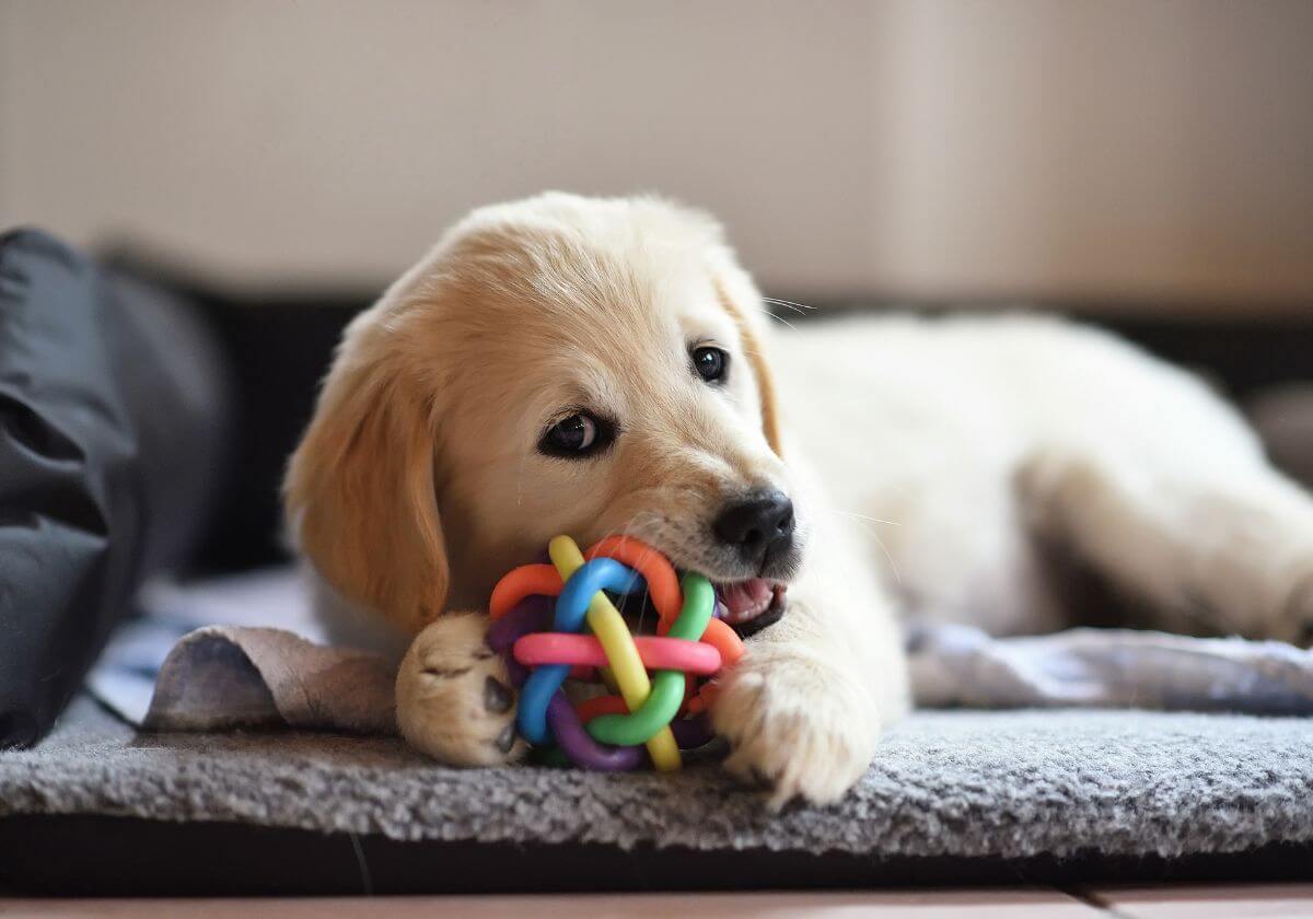 Cão Filhote: Aprenda como Cuidar