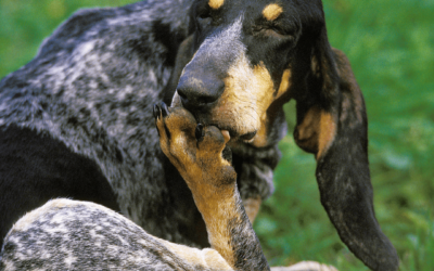 Por que cães se lambem?