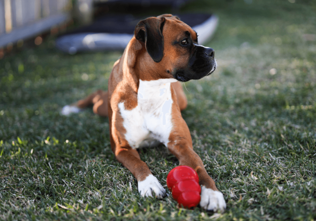 Estimulação Mental em Cães