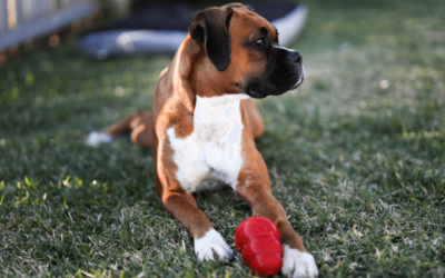 Estimulação Mental em Cães